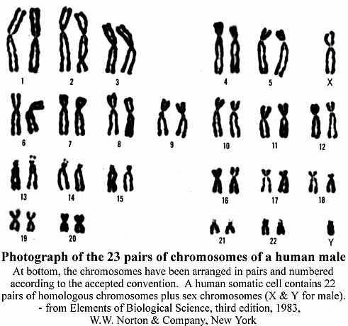 Chromosomes 23